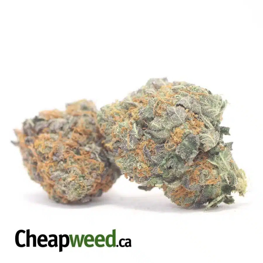 KING KUSH BS 3 I King's Kush Bulk Special