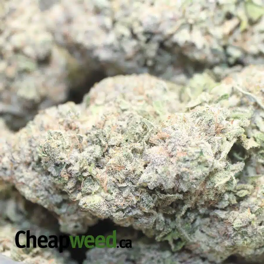 LEMON CAKE DOD 1 I Lemon Cake - *Deal of the Day*