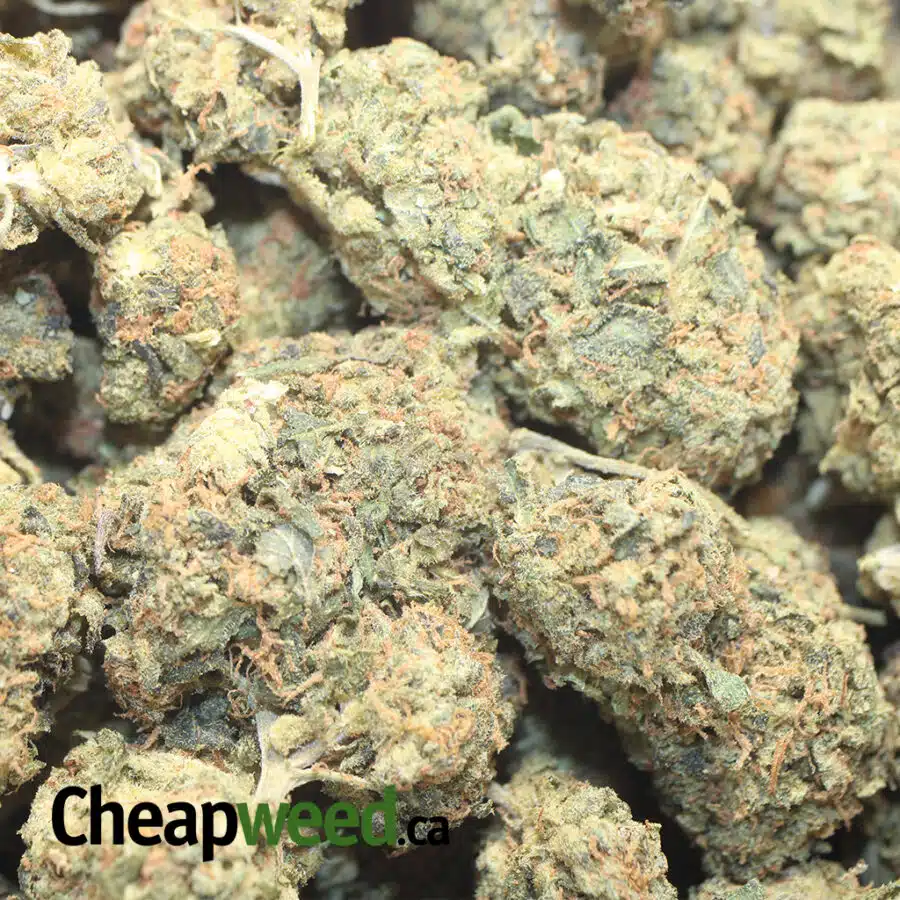 MALAWAI GOLD BS 1 I Malawi Gold Bulk Special