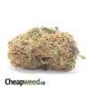 Malawi Gold Bulk Special
