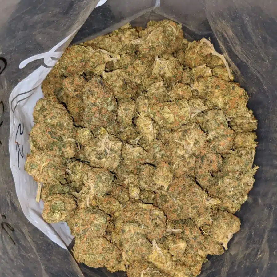 MALAWI GOLD BS 3 I Malawi Gold Bulk Special