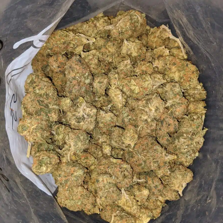 MALAWI GOLD BS 4 I Malawi Gold Bulk Special