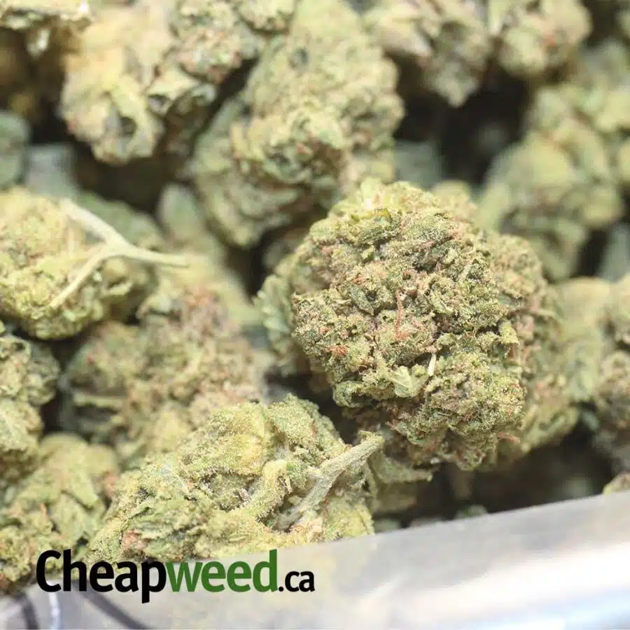 MKU S BS 1 I $59 Oz - Mk Ultra