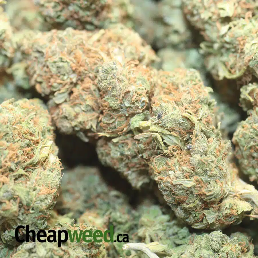 PINEAPPLE BANANA 1 I Pineapple Banana - *Deal of the Day*