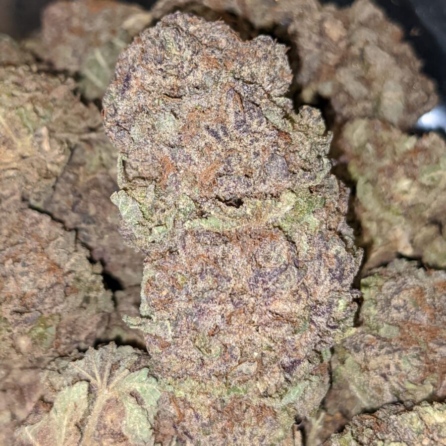 PURP PRINCESS 1 I Purple Princess - *Deal of the Day*