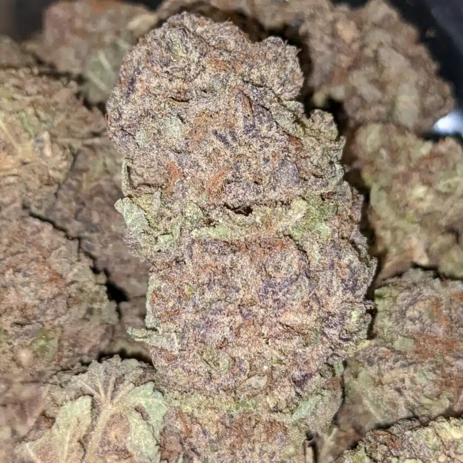 PURP PRINCESS 1 I Purple Princess - *Deal of the Day*