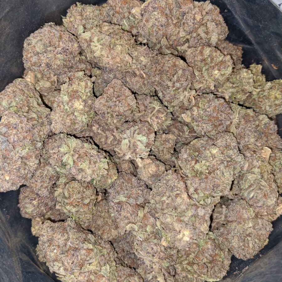 PURP PRINCESS 2 I Purple Princess - *Deal of the Day*