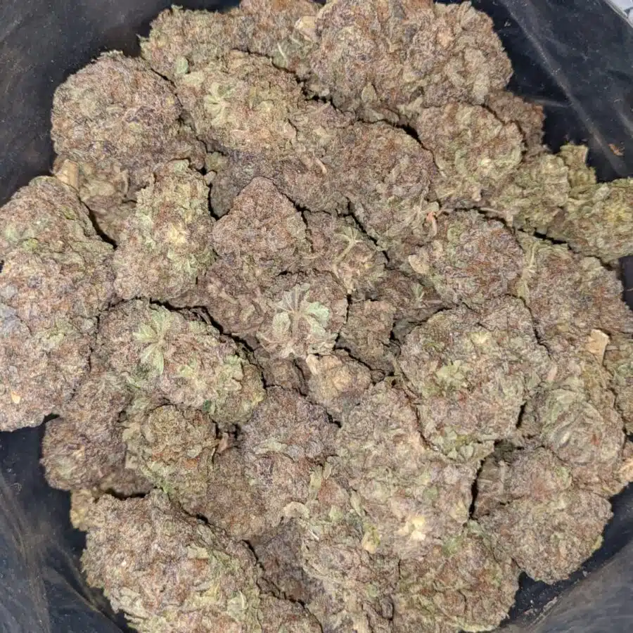 PURP PRINCESS 2 I Purple Princess - *Deal of the Day*