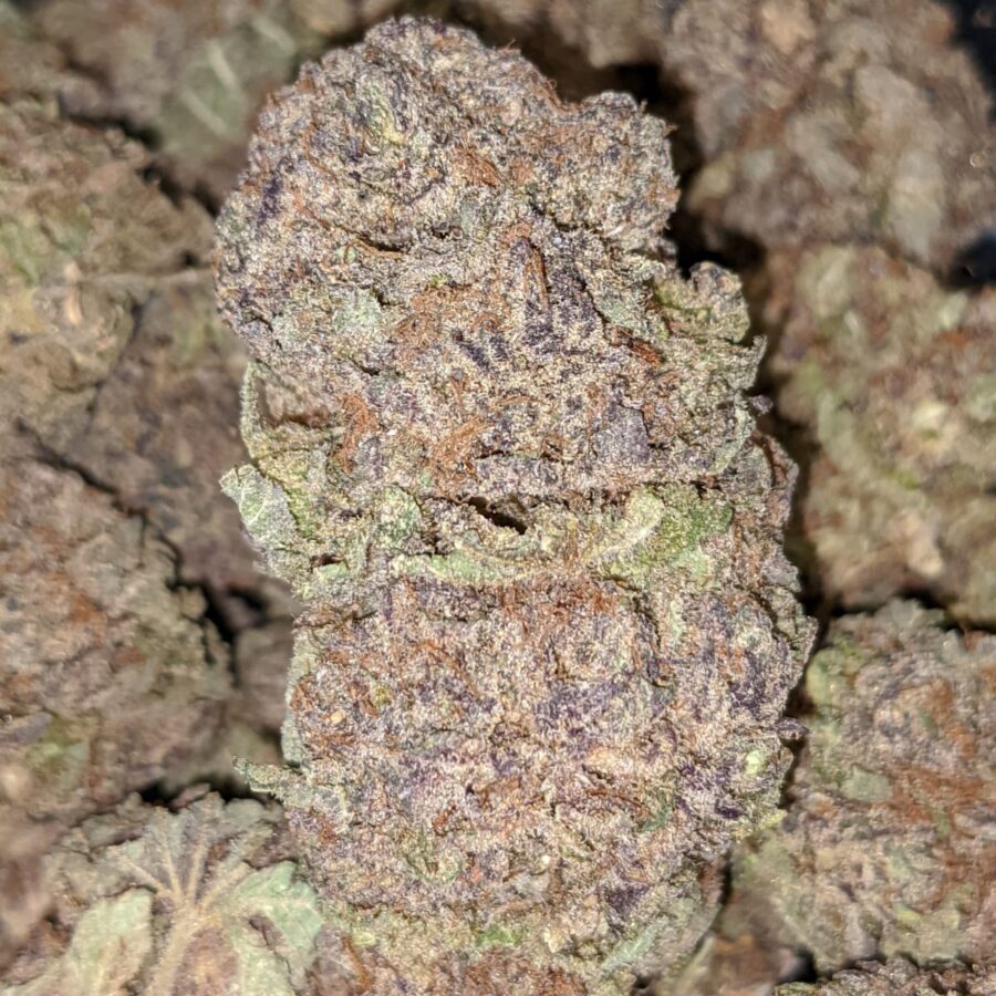 PURP PRINCESS 3 I Purple Princess - *Deal of the Day*