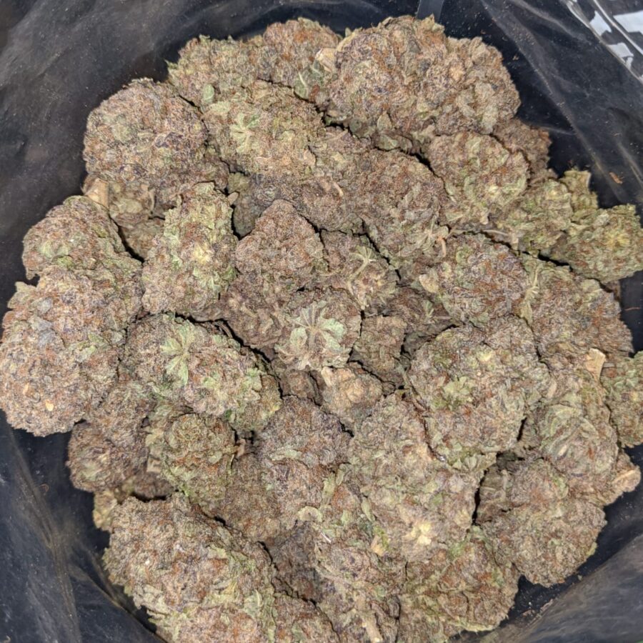 PURP PRINCESS 4 I Purple Princess - *Deal of the Day*