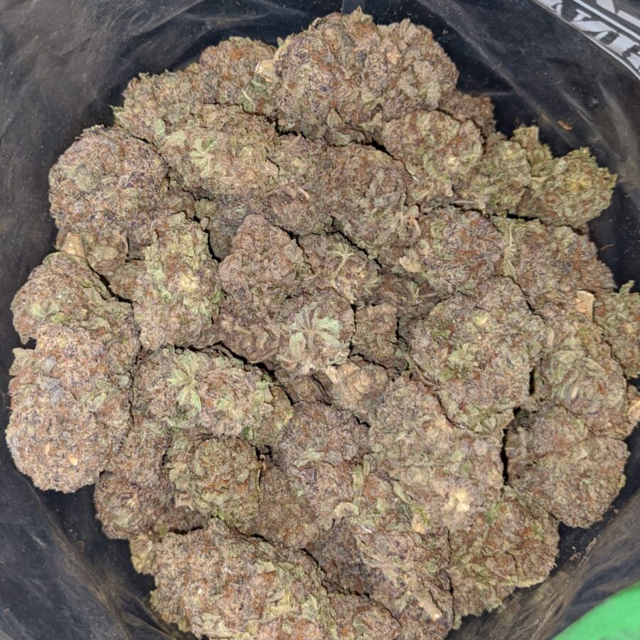 PURP PRINCESS 5 I Purple Princess - *Deal of the Day*