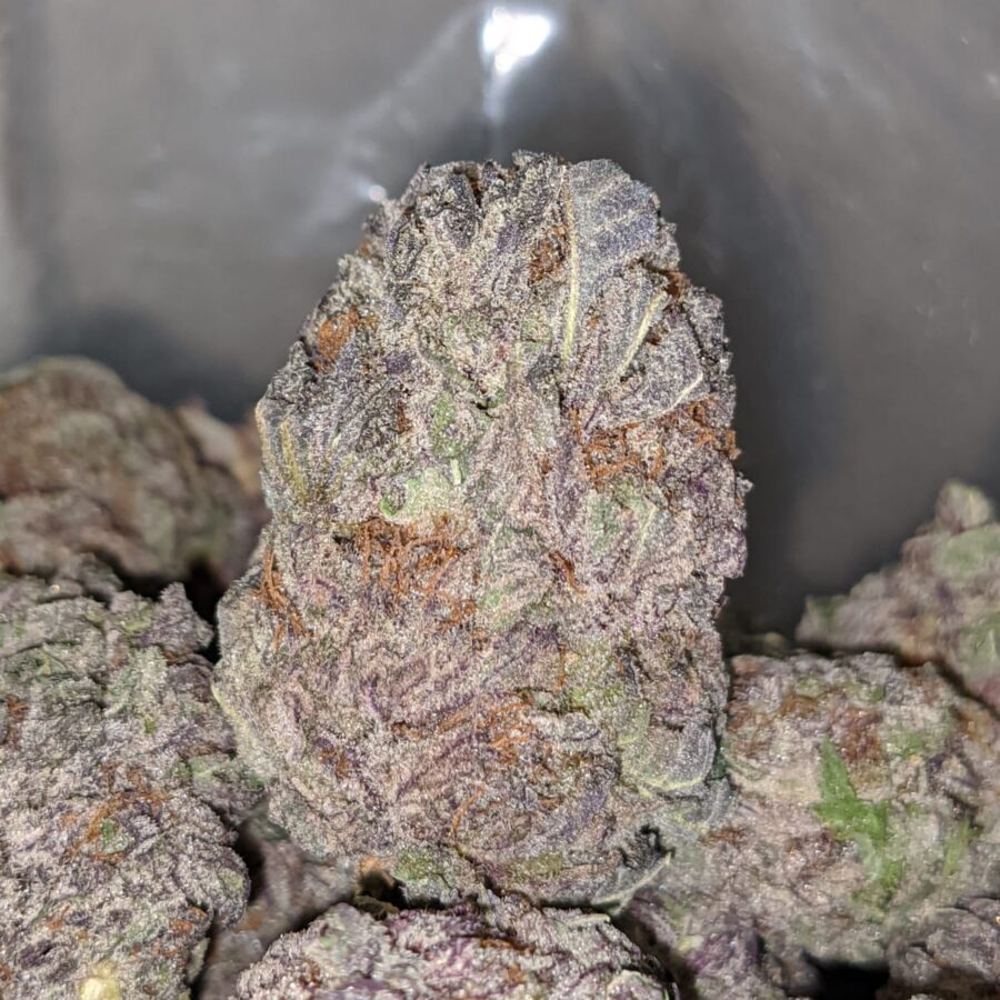 PURPLE ARROW DOD 1 I Purple Arrow - *Deal of the Day*