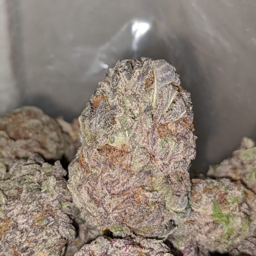 PURPLE ARROW DOD 3 I Purple Arrow - *Deal of the Day*