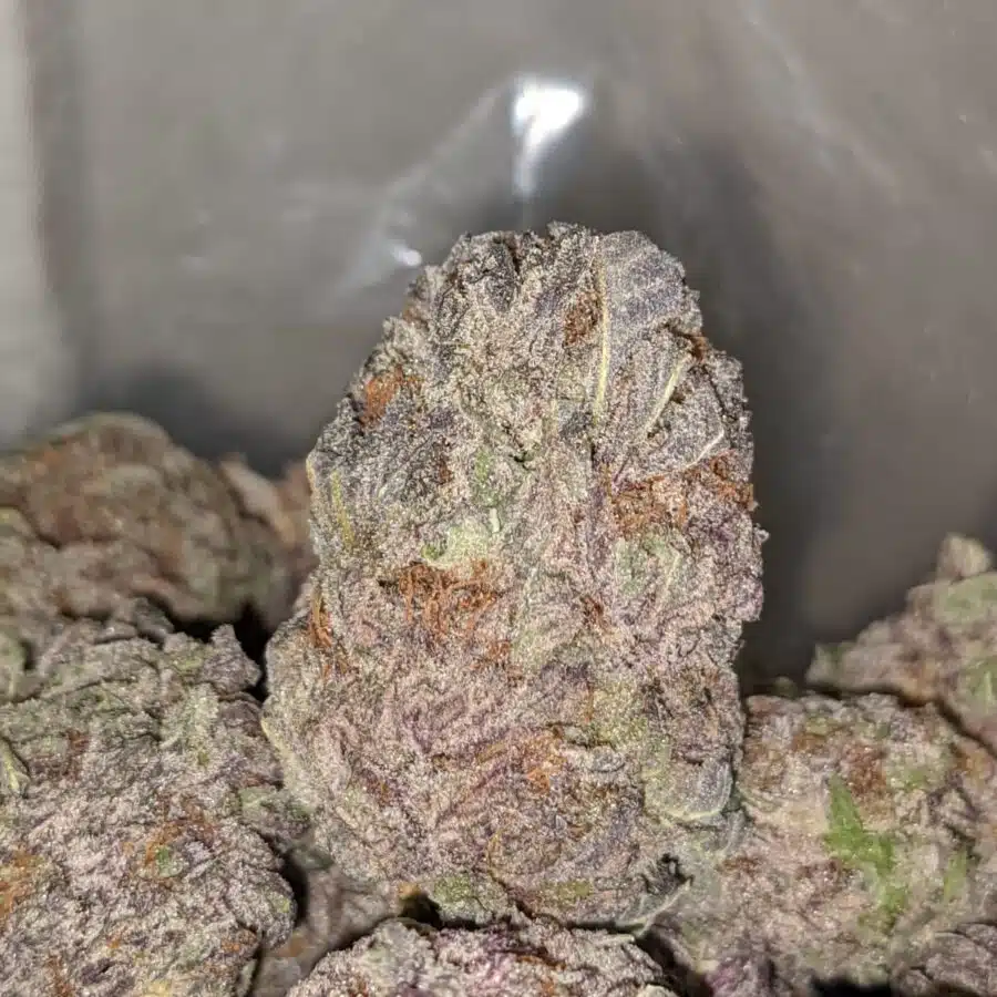 PURPLE ARROW DOD 3 I Purple Arrow - *Deal of the Day*