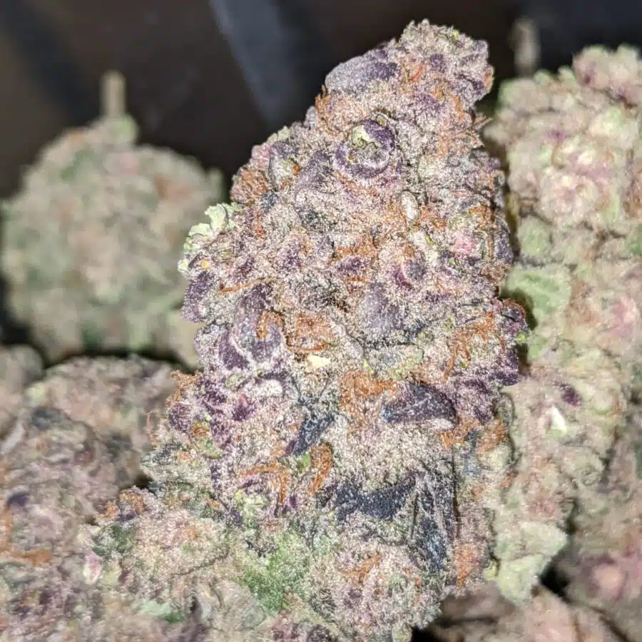 PURPLE CHAMPAGNE 1 I $169 Oz - Purple Champagne