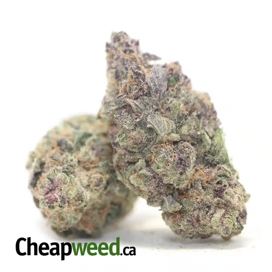 PURPLE CHAMPAGNE 3 I $169 Oz - Purple Champagne