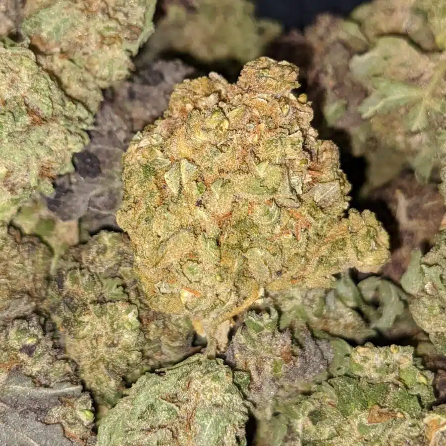 PURPLE HINDU 1 I Purple Hindu Kush Bulk Special