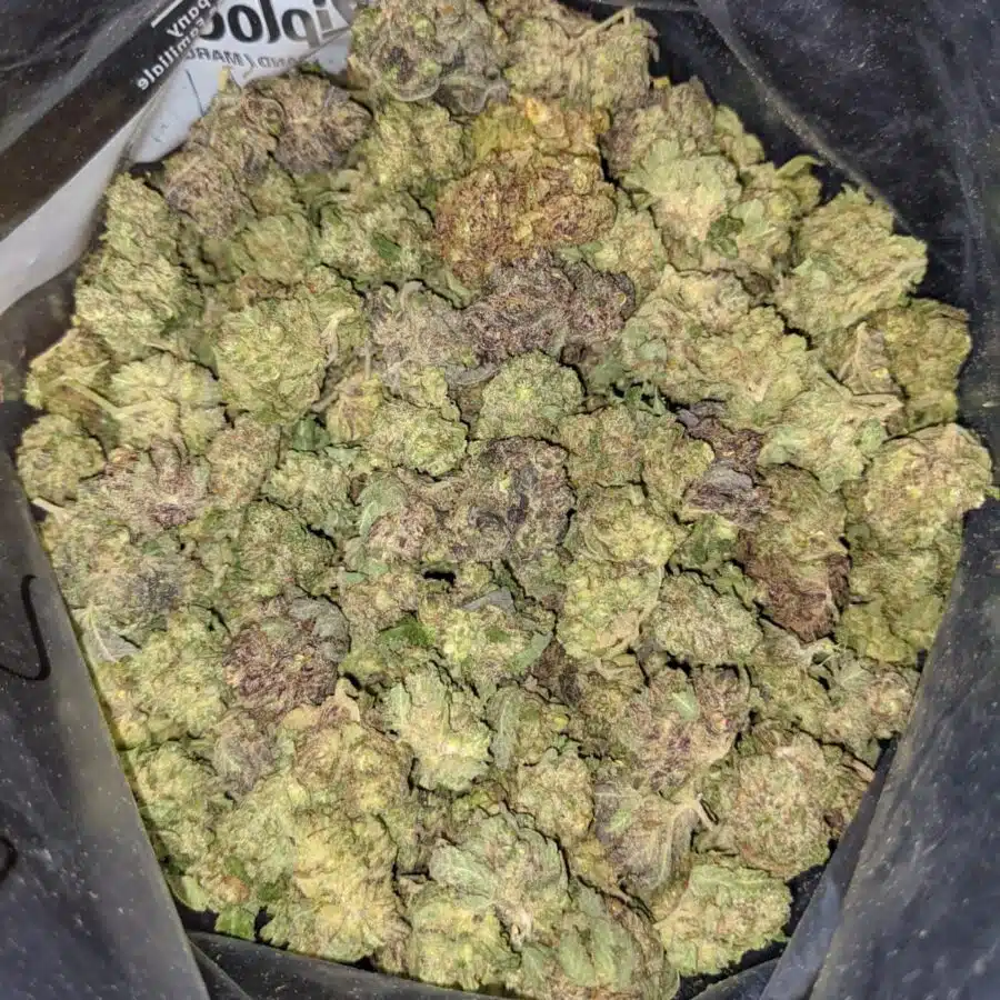 PURPLE HINDU 2 I Purple Hindu Kush Bulk Special