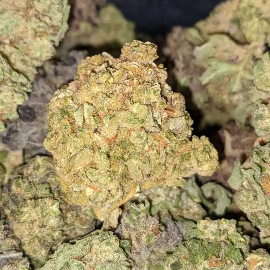 PURPLE HINDU 3 I Purple Hindu Kush Bulk Special