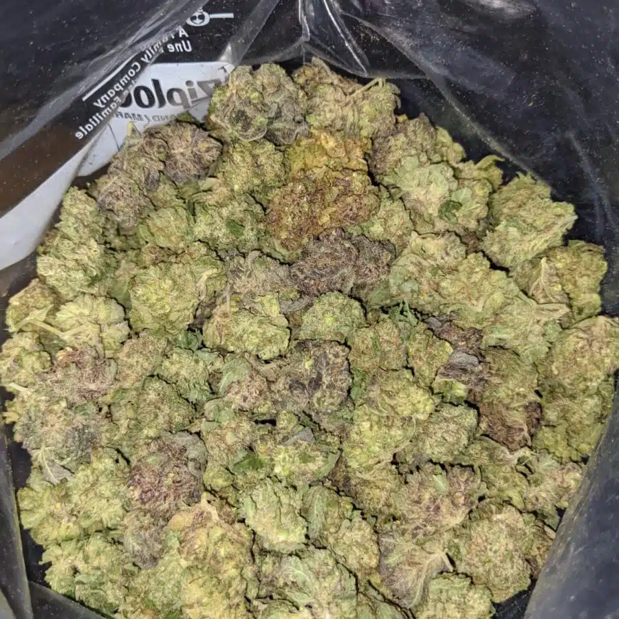 PURPLE HINDU 4 I Purple Hindu Kush Bulk Special