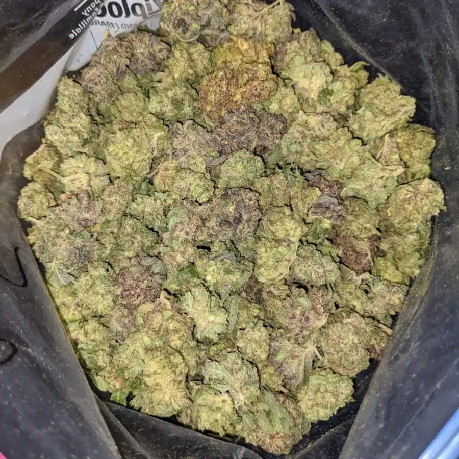 PURPLE HINDU 5 I Purple Hindu Kush Bulk Special