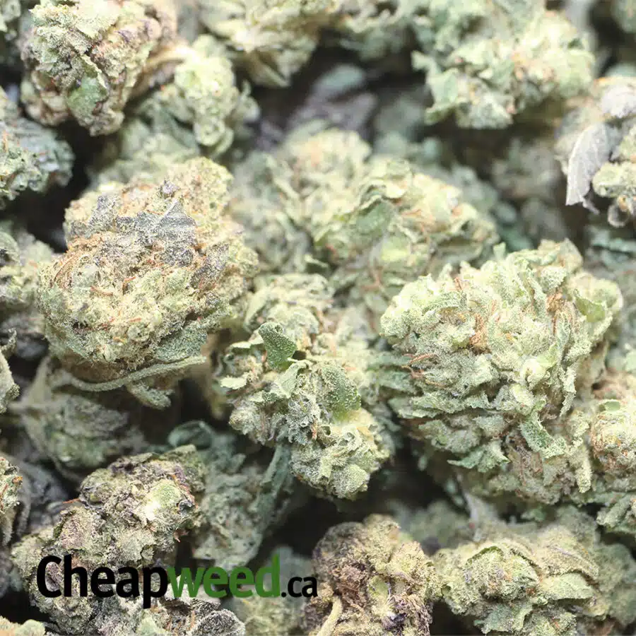 PURPLE HINDU BS 1 I Purple Hindu Kush Bulk Special