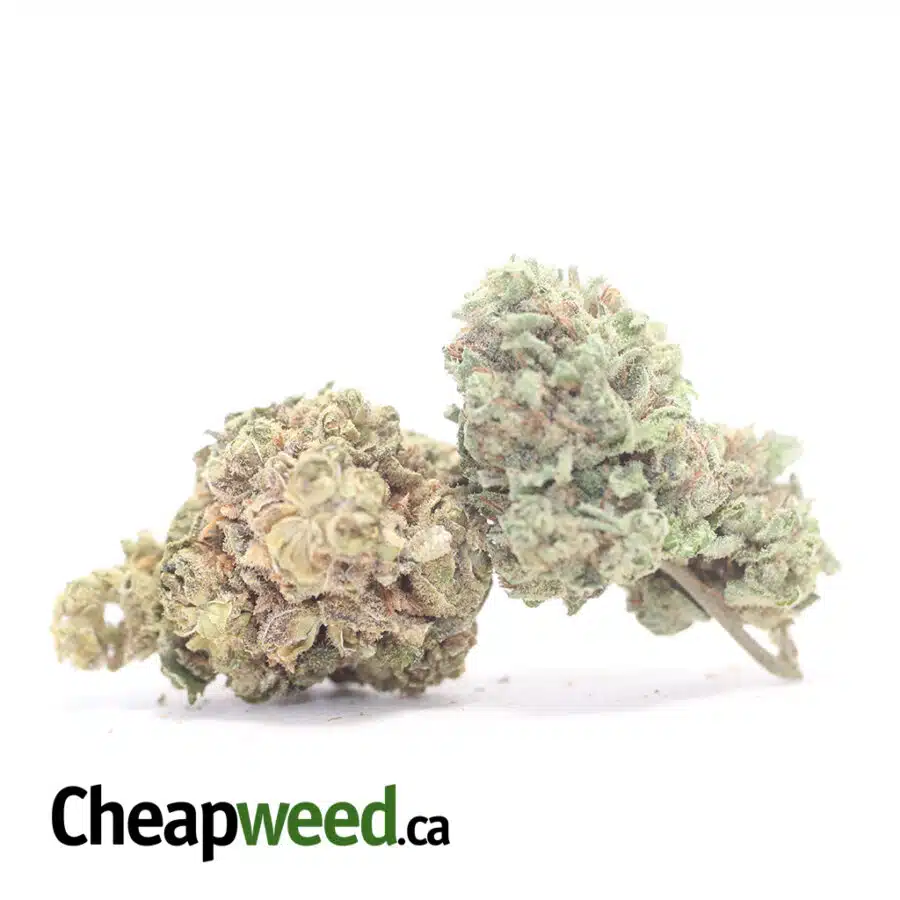 PURPLE HINDU BS 3 I Purple Hindu Kush Bulk Special