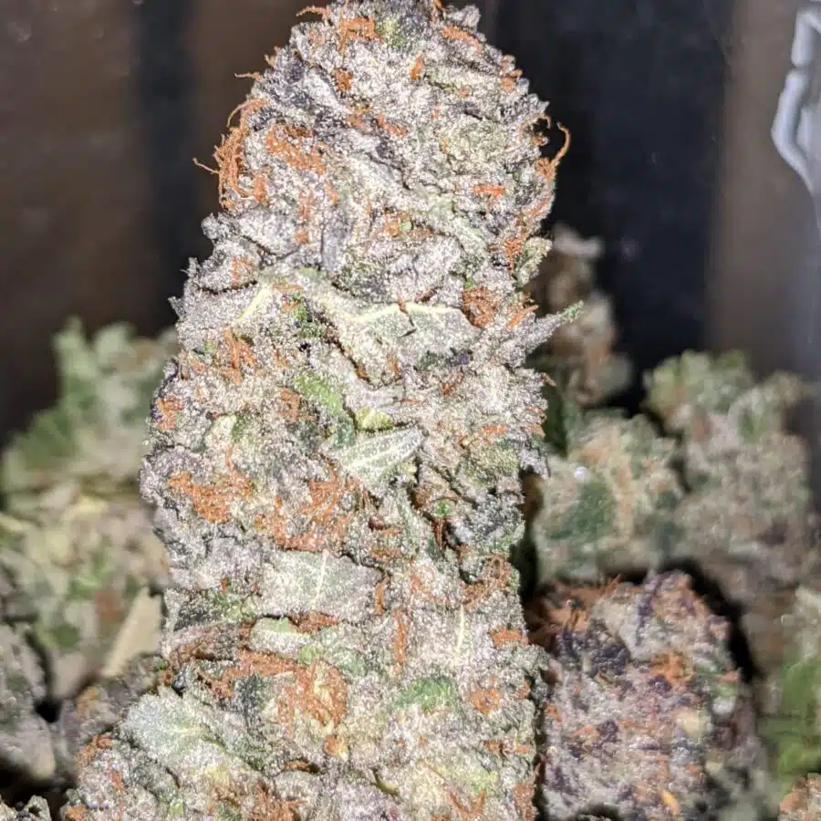 PURPLE LEMON DROP 3 I $59 Oz - Purple Lemon Drop