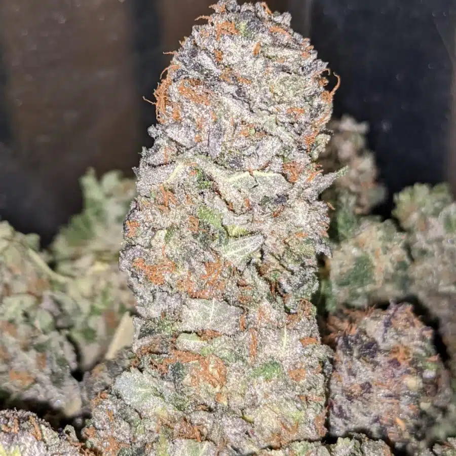 PURPLE LEMON DROP 4 I $59 Oz - Purple Lemon Drop