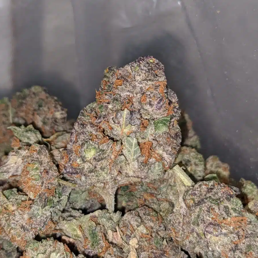 PURPLE MARTIAN BS 1 I Purple Martian