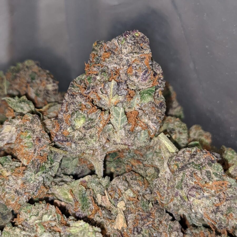PURPLE MARTIAN BS 2 I Purple Martian