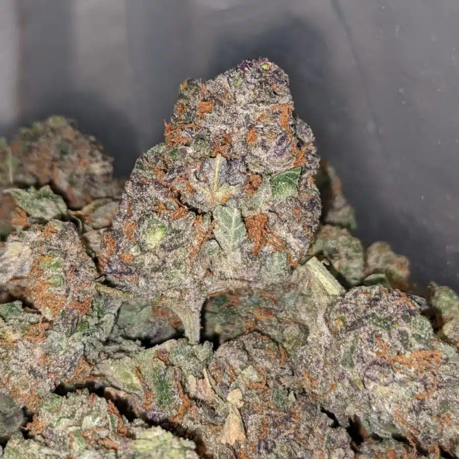 PURPLE MARTIAN BS 2 I Purple Martian