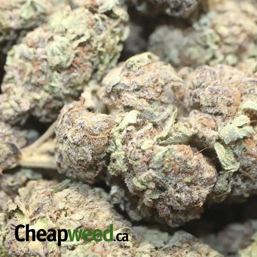 PURPLE PRINCESS DOD 1 I Purple Princess - *Deal of the Day*