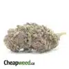 Purple Princess - *Deal of the Day*