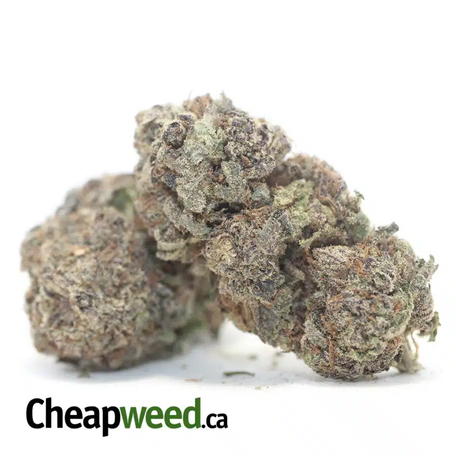PURPLE PRINCESS DOD 3 I Purple Princess - *Deal of the Day*