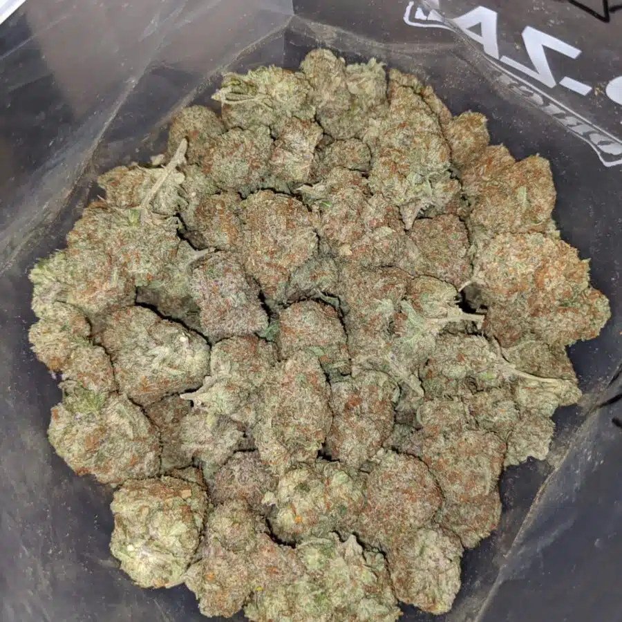 RED CONGOLESE 4 I $69 Oz - Red Congolese