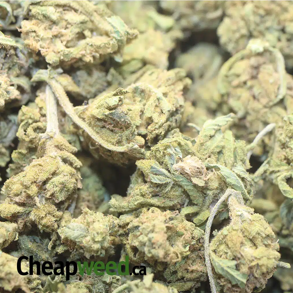 AA Scrappy Brainstorm Haze - Image 3