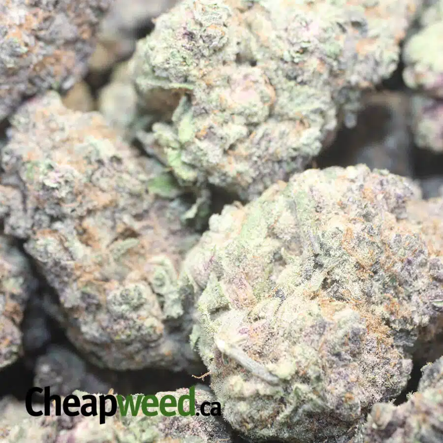 TROP PUNCH 1 I $169 Oz - Tropicana Punch
