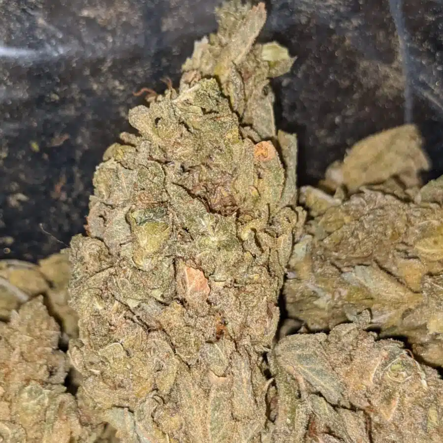 ZOMBIE KUSH BS 1 I Zombie Kush - *Deal of the Day*