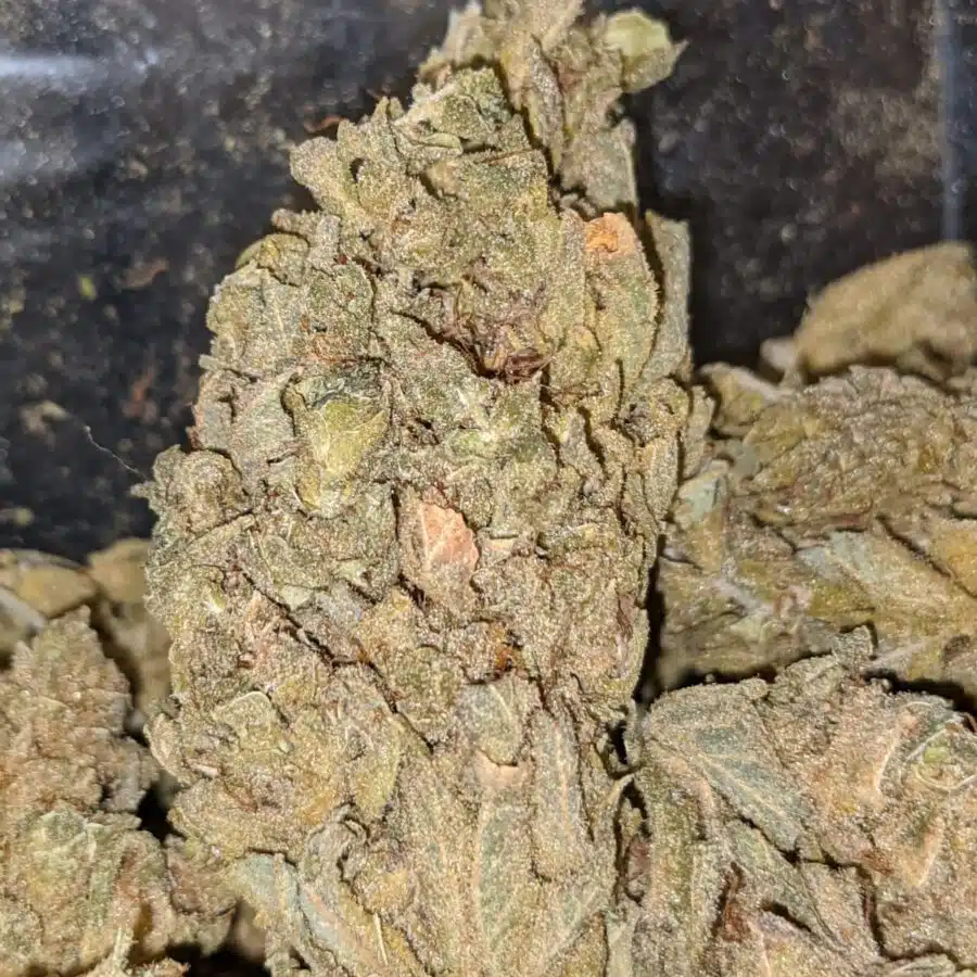 ZOMBIE KUSH BS 2 I Zombie Kush - *Deal of the Day*