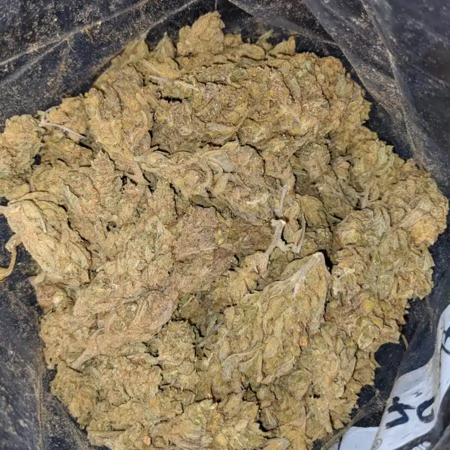 ZOMBIE KUSH BS 3 I Zombie Kush - *Deal of the Day*