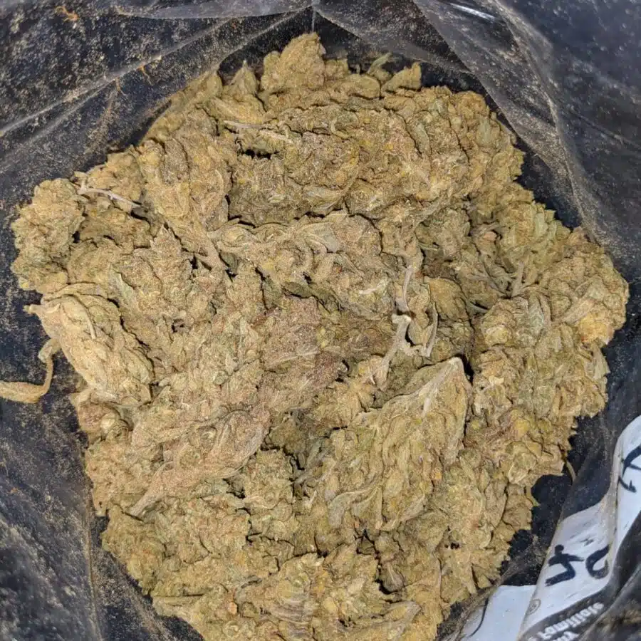 ZOMBIE KUSH BS 4 I Zombie Kush - *Deal of the Day*