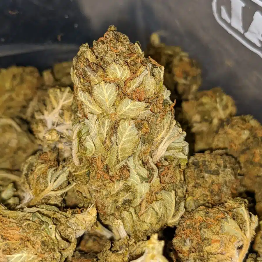 black buddha aa 1 I Black Buddha AA+