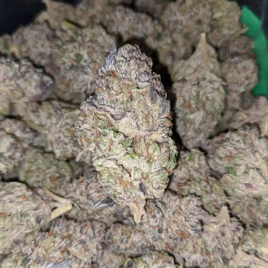 black cherry soda 1 2 I Black Cherry Soda