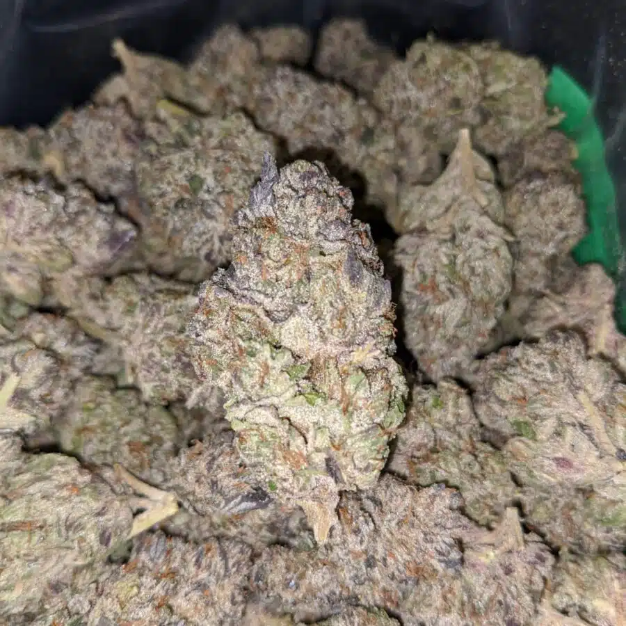 black cherry soda 4 2 I Black Cherry Soda