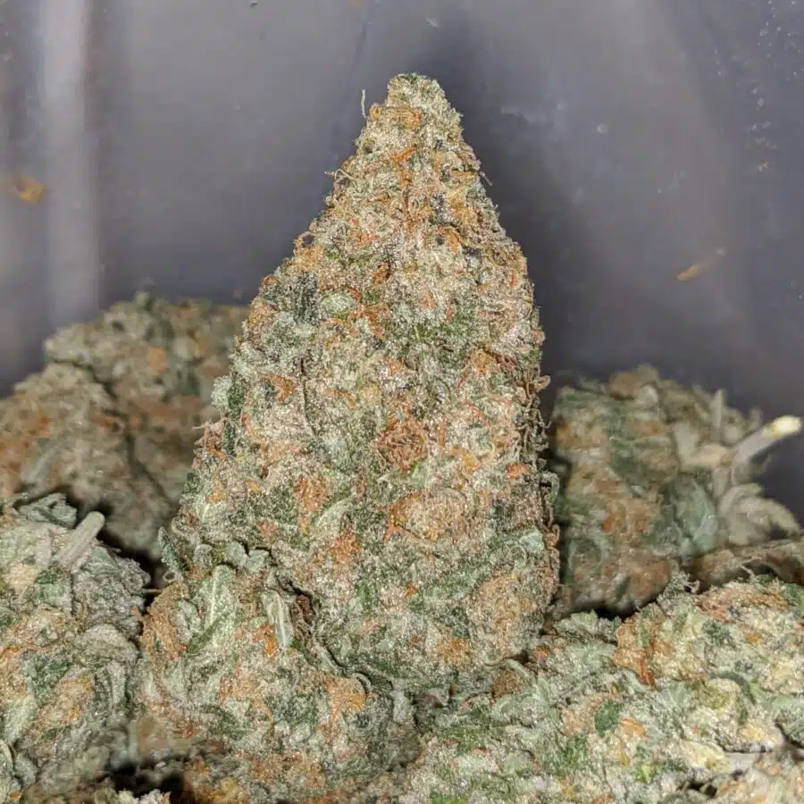 champenge kush 1 I Champagne Kush
