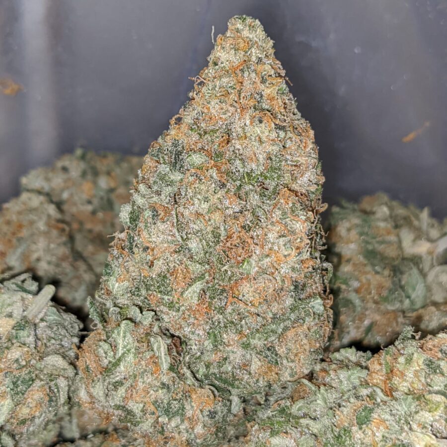 champenge kush 2 I Champagne Kush