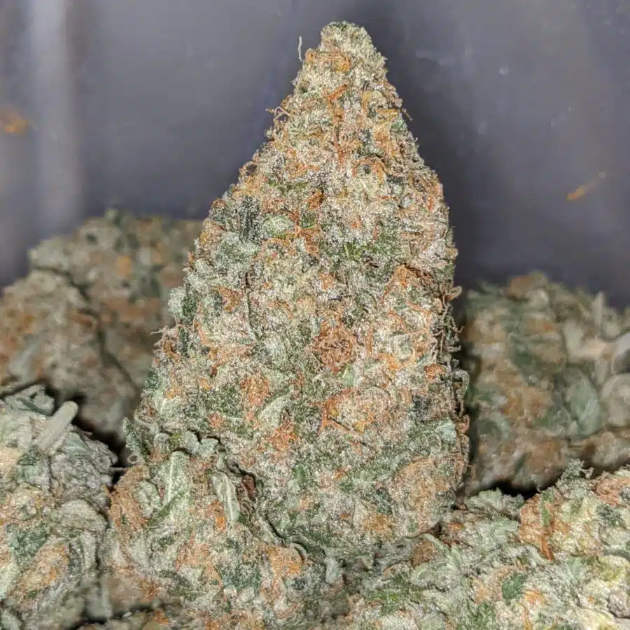 champenge kush 2 I Champagne Kush