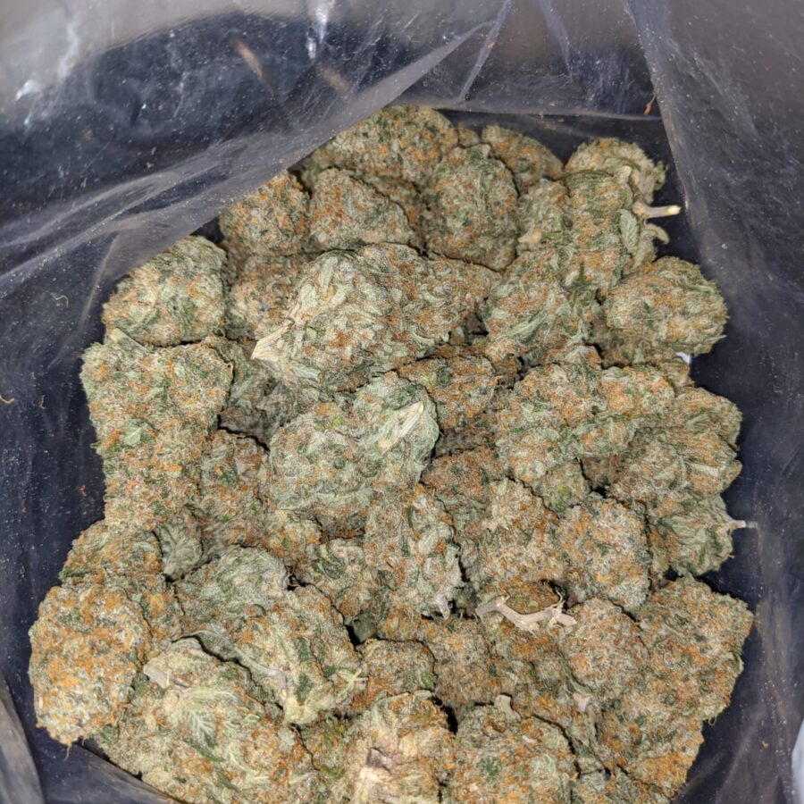 champenge kush 3 I Champagne Kush