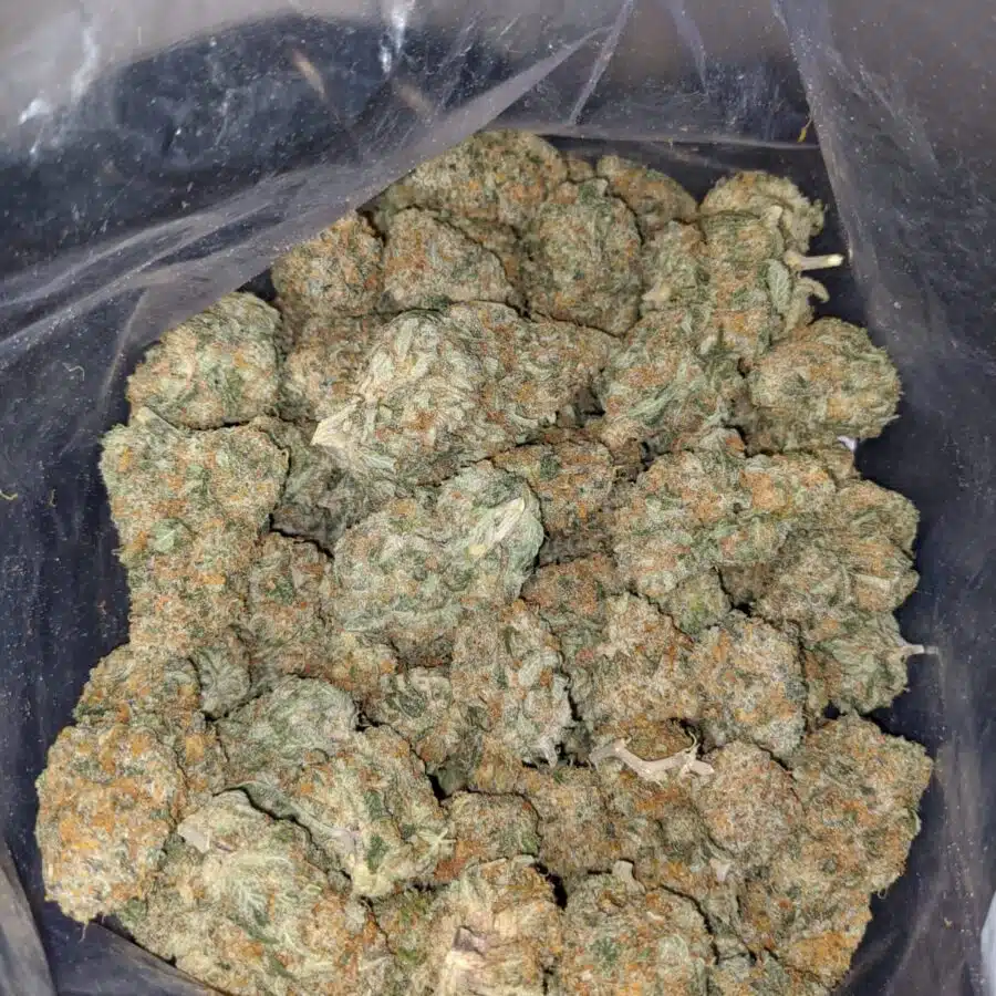 champenge kush 3 I Champagne Kush